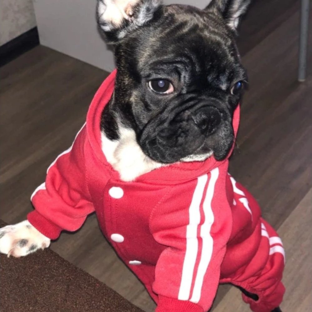 Dog Clothes, Hoodies Sweatshirt, Clothes for Small Dogs - Picture 2 of 4